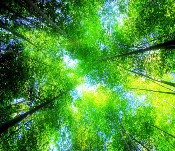 3D Bamboo Forest Top Floor Mural Wallpaper AJ Wallpaper 2 