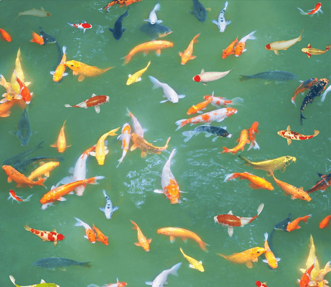 3D Colorful Fish Pond Floor Mural Wallpaper AJ Wallpaper 2 