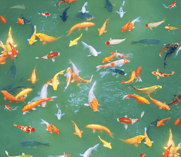3D Colorful Fish Pond Floor Mural Wallpaper AJ Wallpaper 2 