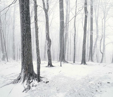 Snowy Forest 5 Wallpaper AJ Wallpaper 