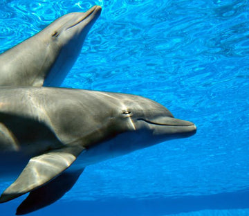 Sleeping Dolphins Wallpaper AJ Wallpaper 