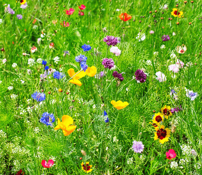 3D Fresh Wildflowers Floor Mural Wallpaper AJ Wallpaper 2 