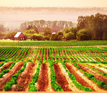 Green Fields Wallpaper AJ Wallpaper 