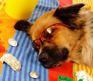 Sleeping Dog Wallpaper AJ Wallpaper 