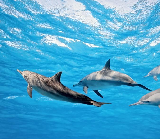 Swimming Dolphins Wallpaper AJ Wallpaper 