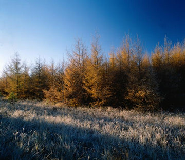 Wilderness Scenery Wallpaper AJ Wallpaper 