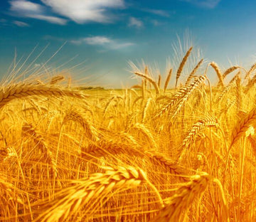 Golden Wheat Fields 3 Wallpaper AJ Wallpaper 