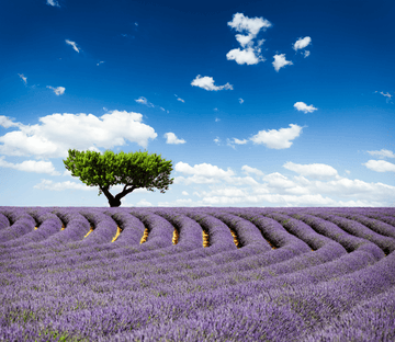 Lavender Fields 1 Wallpaper AJ Wallpaper 