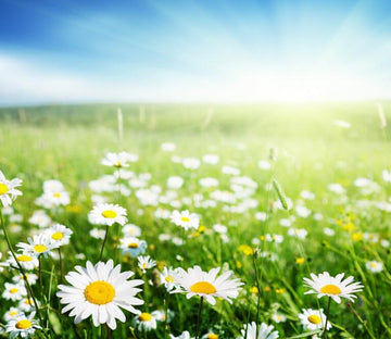 Beautiful Wildflowers 2 Wallpaper AJ Wallpaper 