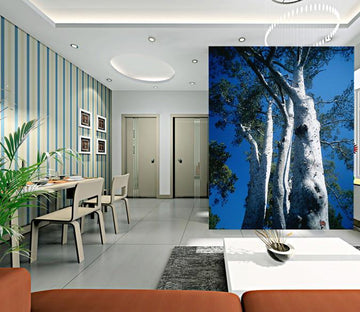 White Bark Tree Wallpaper AJ Wallpaper 