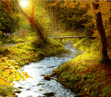 Forest Winding Stream Wallpaper AJ Wallpaper 