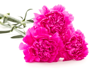 Red Carnations Wallpaper AJ Wallpaper 