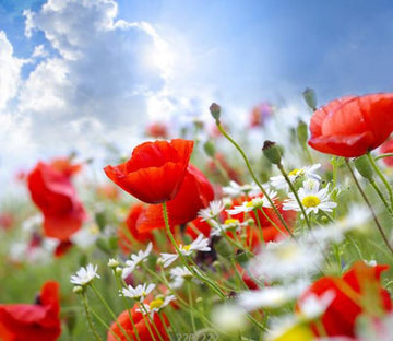 Beautiful Flowers 1 Wallpaper AJ Wallpaper 