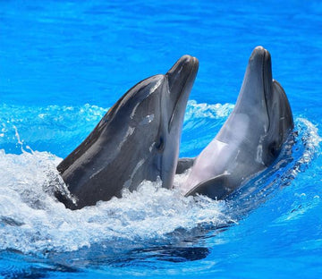 Two Embracing Dolphins Wallpaper AJ Wallpaper 