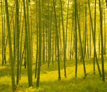 Yellow Bamboo Forest Wallpaper AJ Wallpaper 