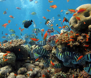 Undersea World 1 Wallpaper AJ Wallpaper 