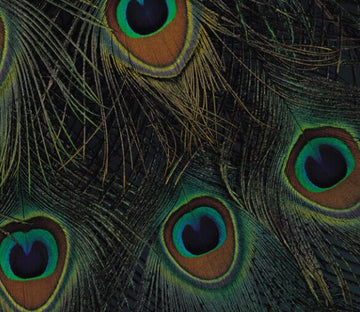 Peacock Tail Feathers Wallpaper AJ Wallpaper 