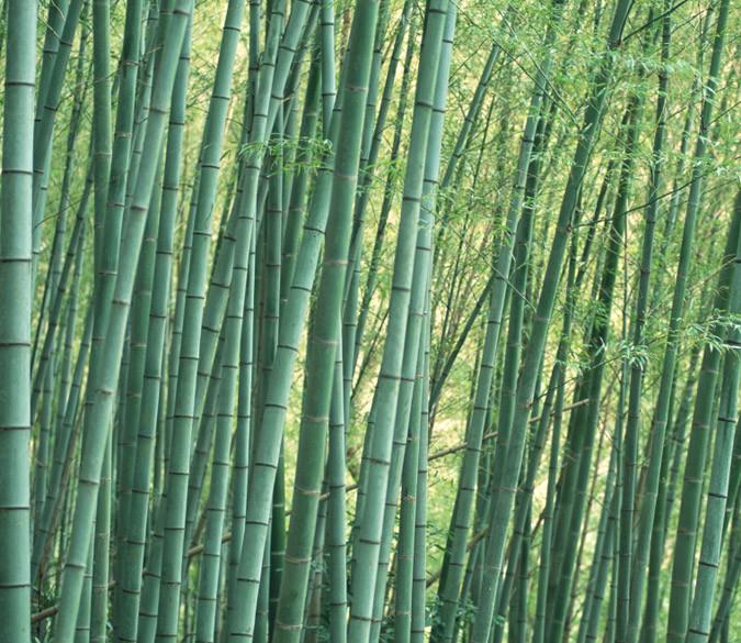 Bamboo Forest 9 Wallpaper AJ Wallpaper 