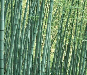 Bamboo Forest 9 Wallpaper AJ Wallpaper 