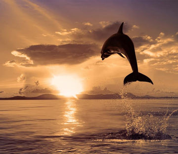 Jumping Dolphin Wallpaper AJ Wallpaper 