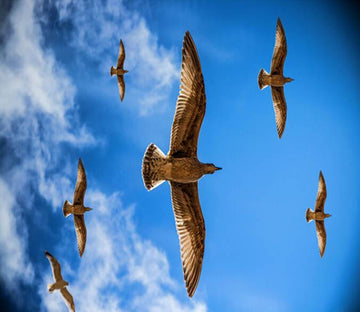 Blue Sky Flying Birds Wallpaper AJ Wallpaper 2 