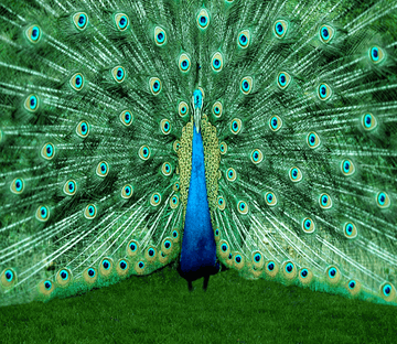 Peacock Spreading Tail 1 Wallpaper AJ Wallpaper 