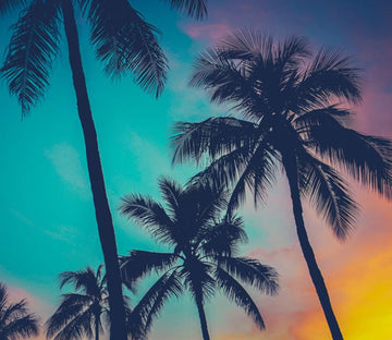 Tall Coconut Trees Wallpaper AJ Wallpaper 