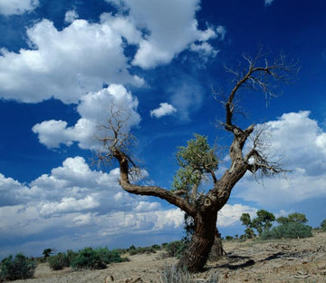 Wilderness Old Tree Wallpaper AJ Wallpaper 
