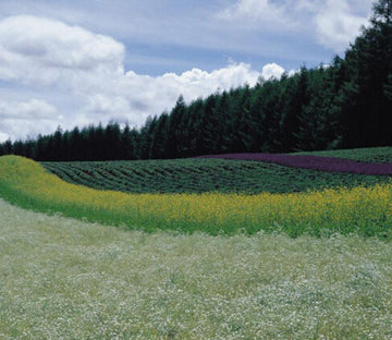 Various Flowers Fields Wallpaper AJ Wallpaper 