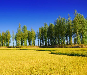 Rice Field Wallpaper AJ Wallpaper 