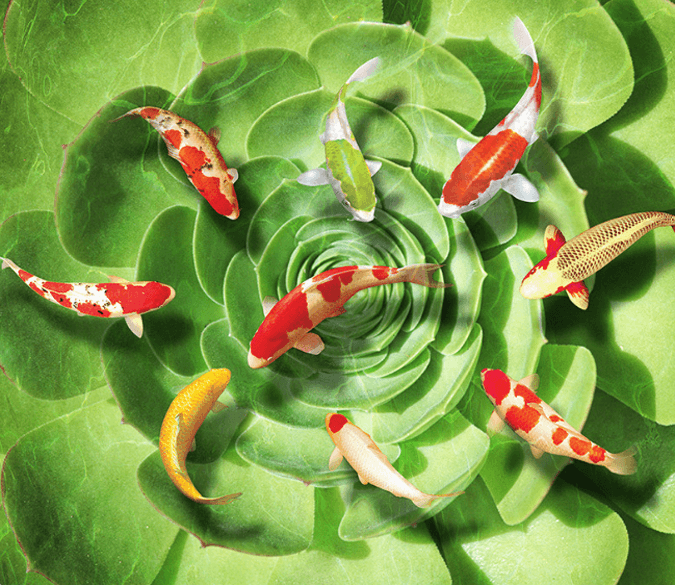 3D Alocasia Floor Mural Wallpaper AJ Wallpaper 2 