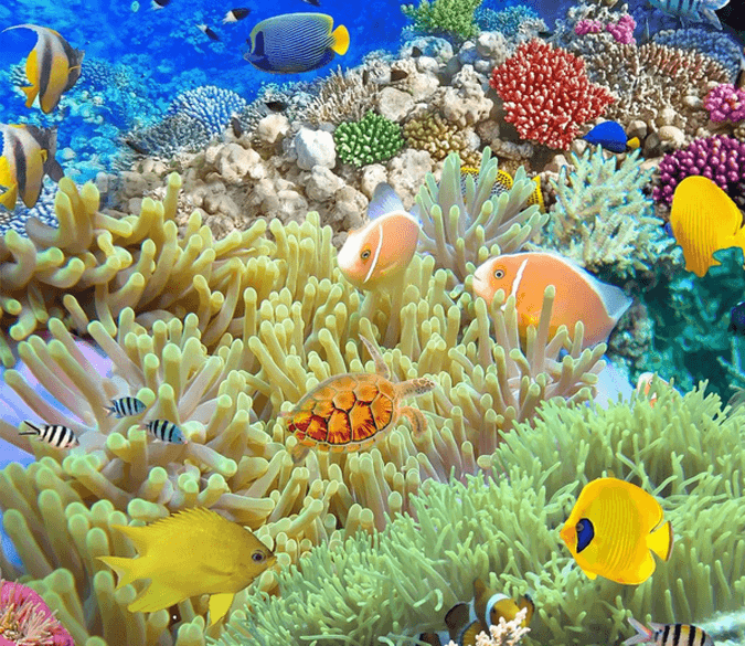 3D Beautiful Corals Floor Mural Wallpaper AJ Wallpaper 2 