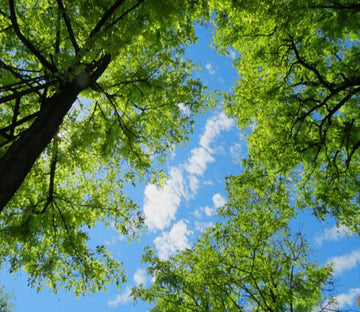 Verdant Trees Wallpaper AJ Wallpaper 2 