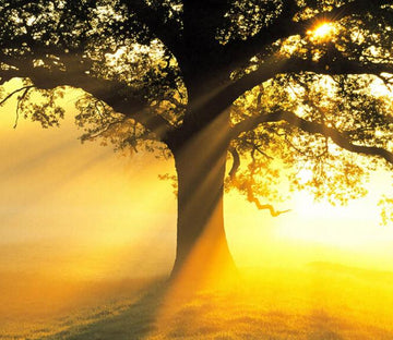 Tree Bright Sunshine Wallpaper AJ Wallpaper 