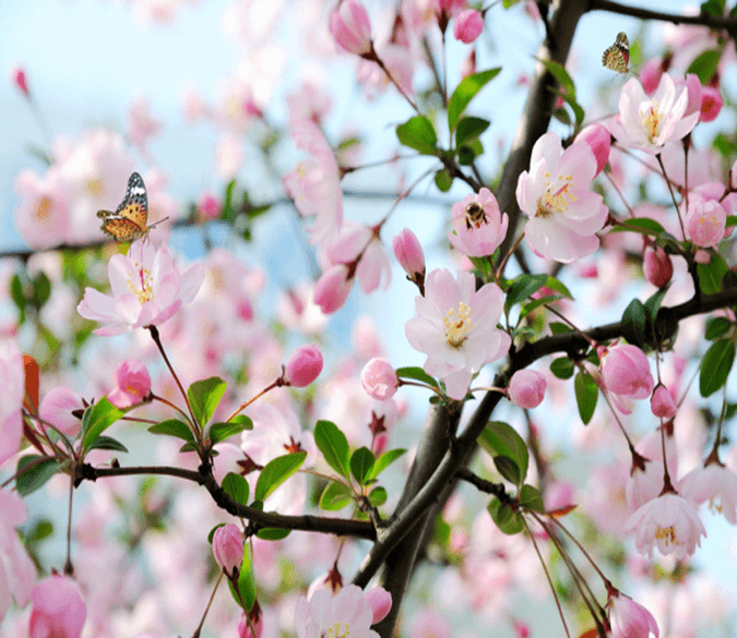 Fresh Peach Blossom Wallpaper AJ Wallpaper 2 
