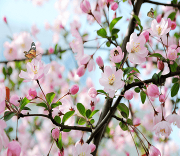 Fresh Peach Blossom Wallpaper AJ Wallpaper 2 