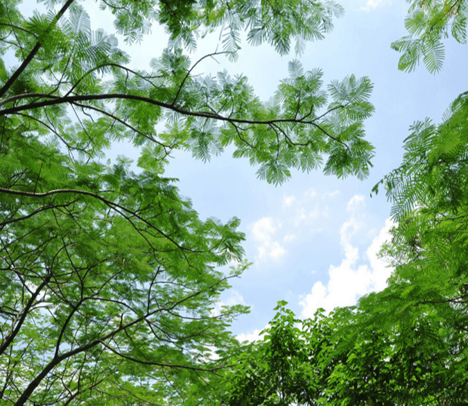 Fresh Green Trees Wallpaper AJ Wallpaper 2 