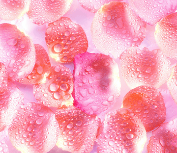 3D Pure Petals Floor Mural Wallpaper AJ Wallpaper 2 