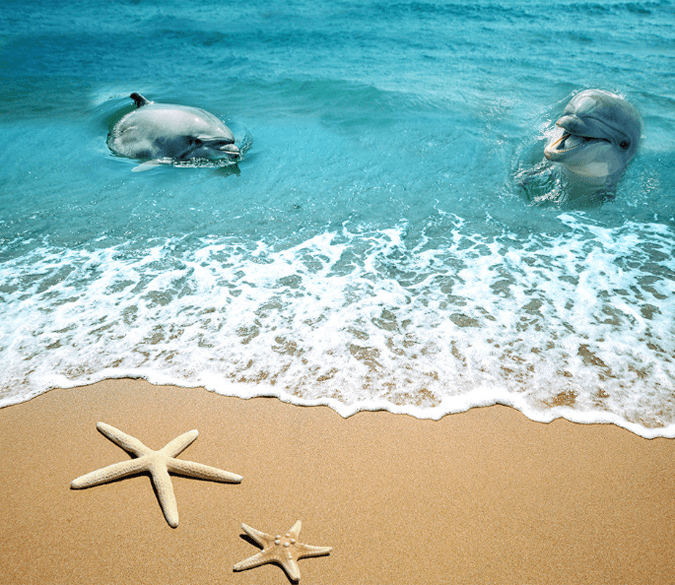 3D Beach Cute Dolphins Floor Mural Wallpaper AJ Wallpaper 2 