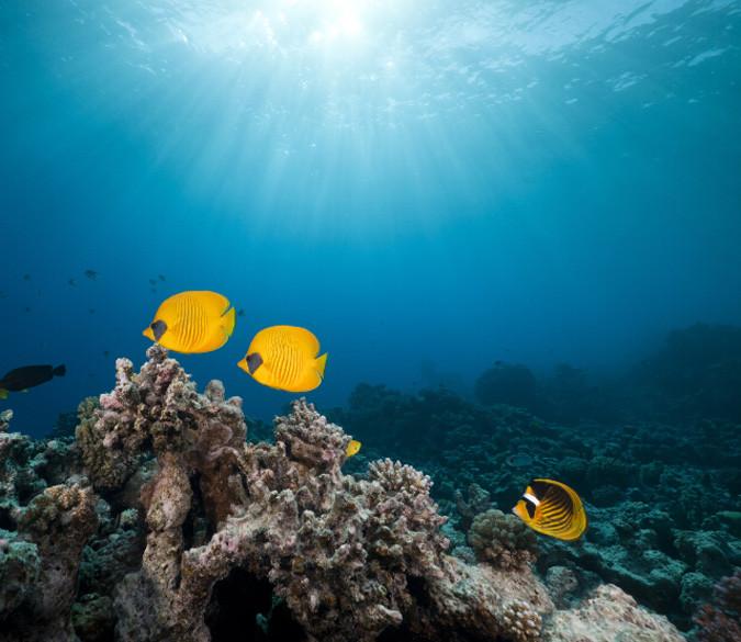 Underwater World 2 Wallpaper AJ Wallpaper 