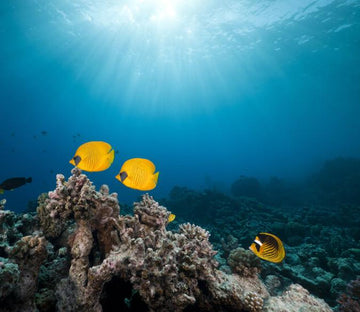 Underwater World 2 Wallpaper AJ Wallpaper 