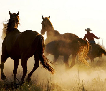 Galloping Horses Wallpaper AJ Wallpaper 