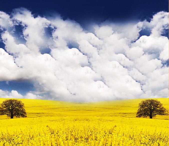 Yellow Flowers Fields Wallpaper AJ Wallpaper 