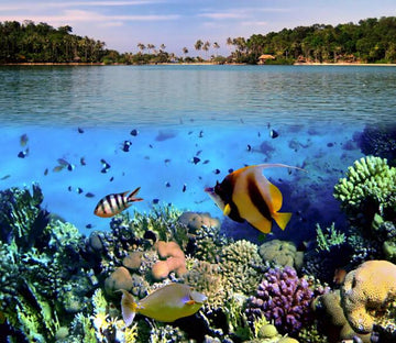 Underwater World 1 Wallpaper AJ Wallpaper 