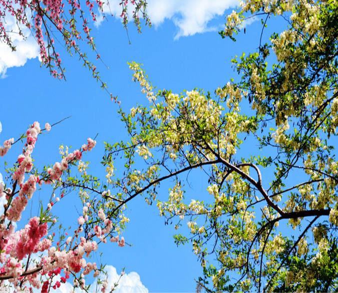 Beautiful Branches Wallpaper AJ Wallpaper 2 