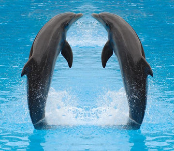 Two Kissing Dolphins Wallpaper AJ Wallpaper 