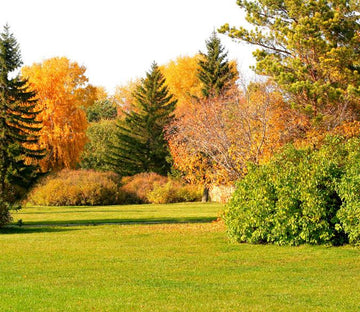 Grass Lawn 1 Wallpaper AJ Wallpaper 