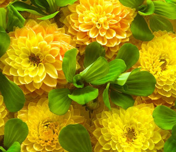 Yellow Blossoms Wallpaper AJ Wallpaper 