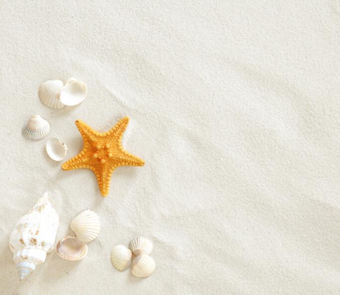 Seastar Wallpaper AJ Wallpaper 