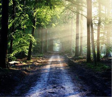 Quiet Forest Road Wallpaper AJ Wallpaper 2 